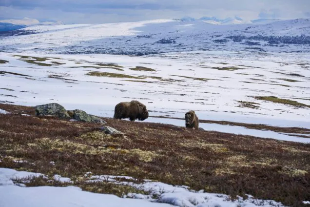 Dovrefjell-Sunndalsfjella Nationalpark: Hochgebirge und Moschusochsen