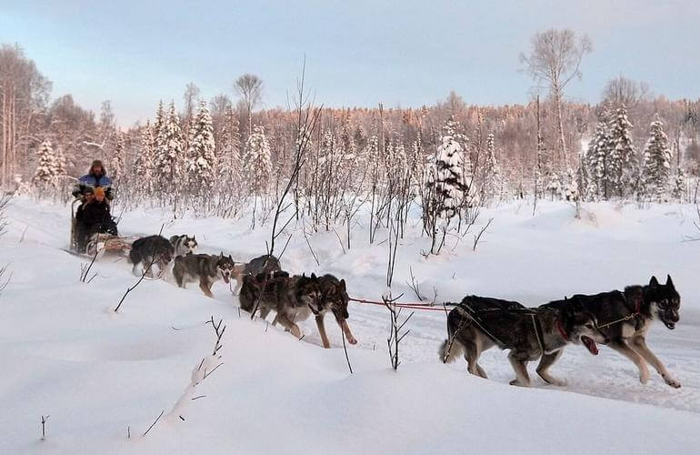 Fika Adventure Hundeschlitten in Schwedisch-Lappland 1