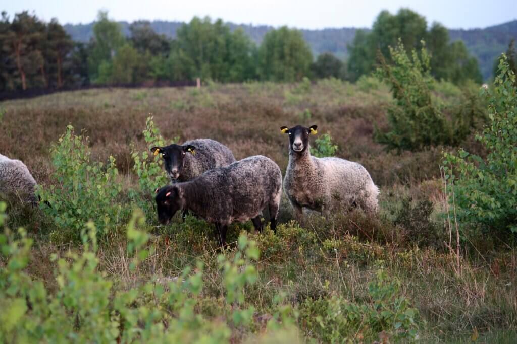 Halland Impressionen Natur Schafe