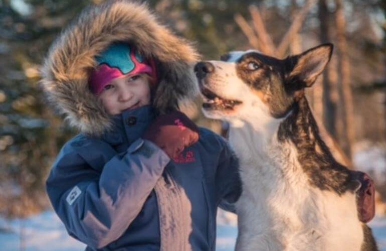 Hundeschlittenfahrten bei Rovaniemi 2