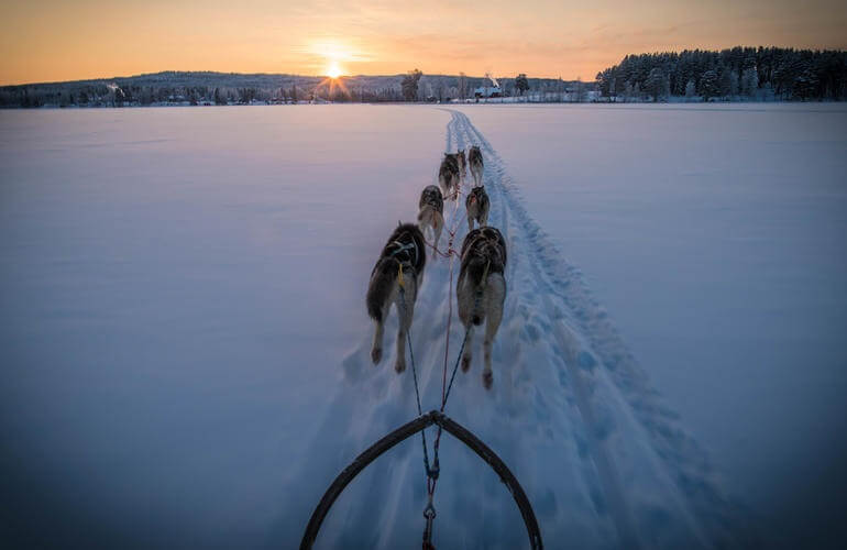 Hundeschlittenfahrten bei Rovaniemi 4