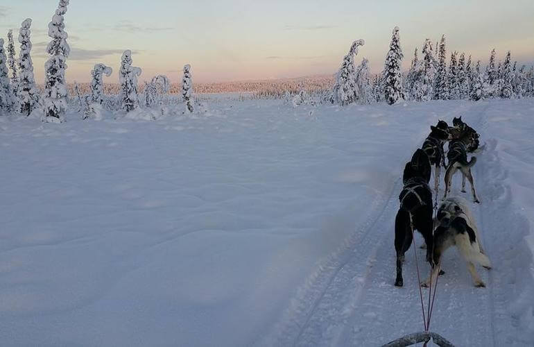 Morgendliche Hundeschlittentour bei Kiruna 1