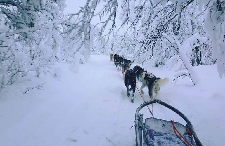 Morgendliche Hundeschlittentour bei Kiruna 2