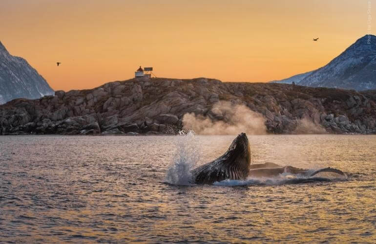 Walbeobachtungssafari und Fjordkreuzfahrt ab TromsÃ¸ 6