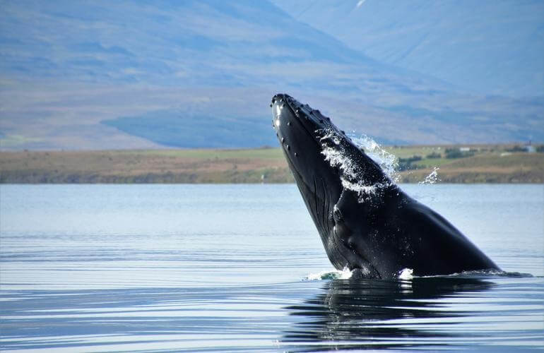 Klassische Walbeobachtung, Akureyri 1
