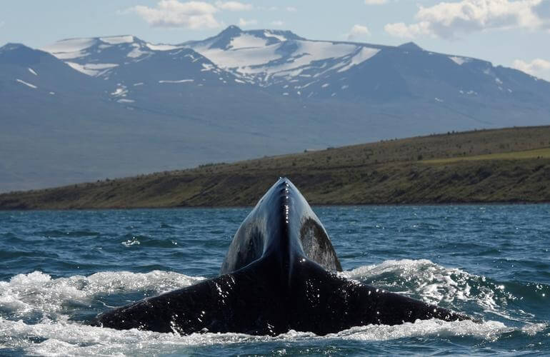 Klassische Walbeobachtung, Akureyri 3