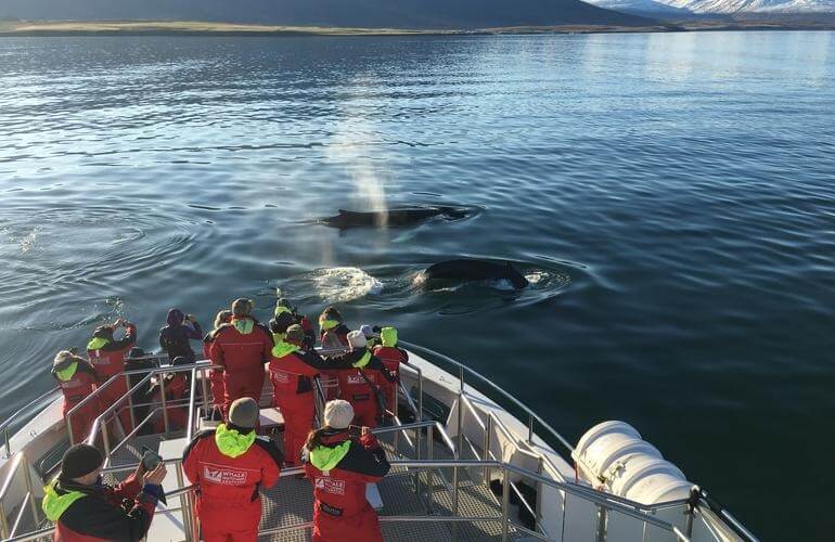 Klassische Walbeobachtung, Akureyri 4