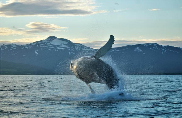 Klassische Walbeobachtung, Akureyri 7